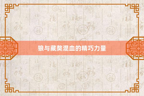 狼与藏獒混血的精巧力量