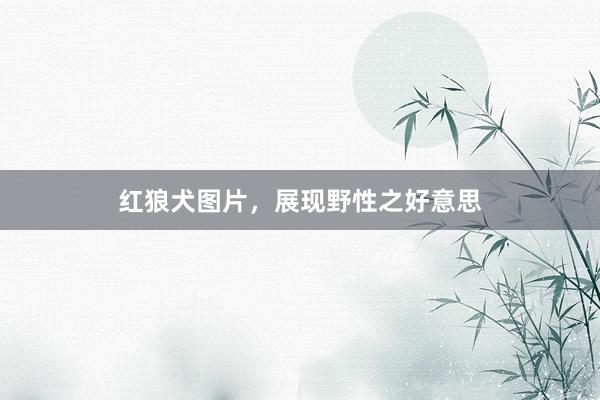 红狼犬图片，展现野性之好意思